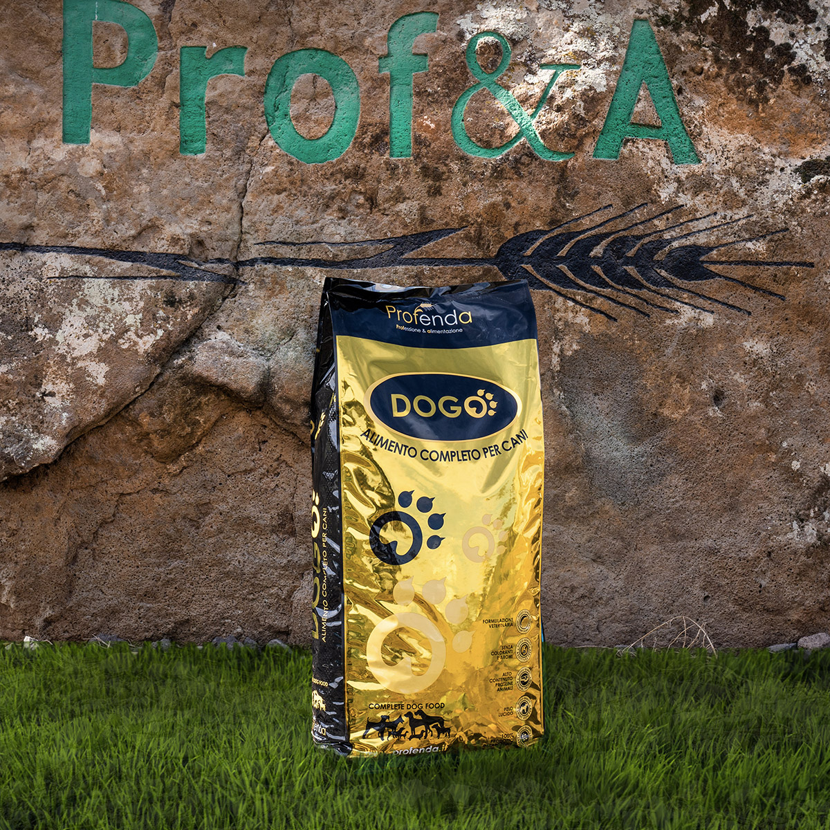 Dogo - Activity (web)