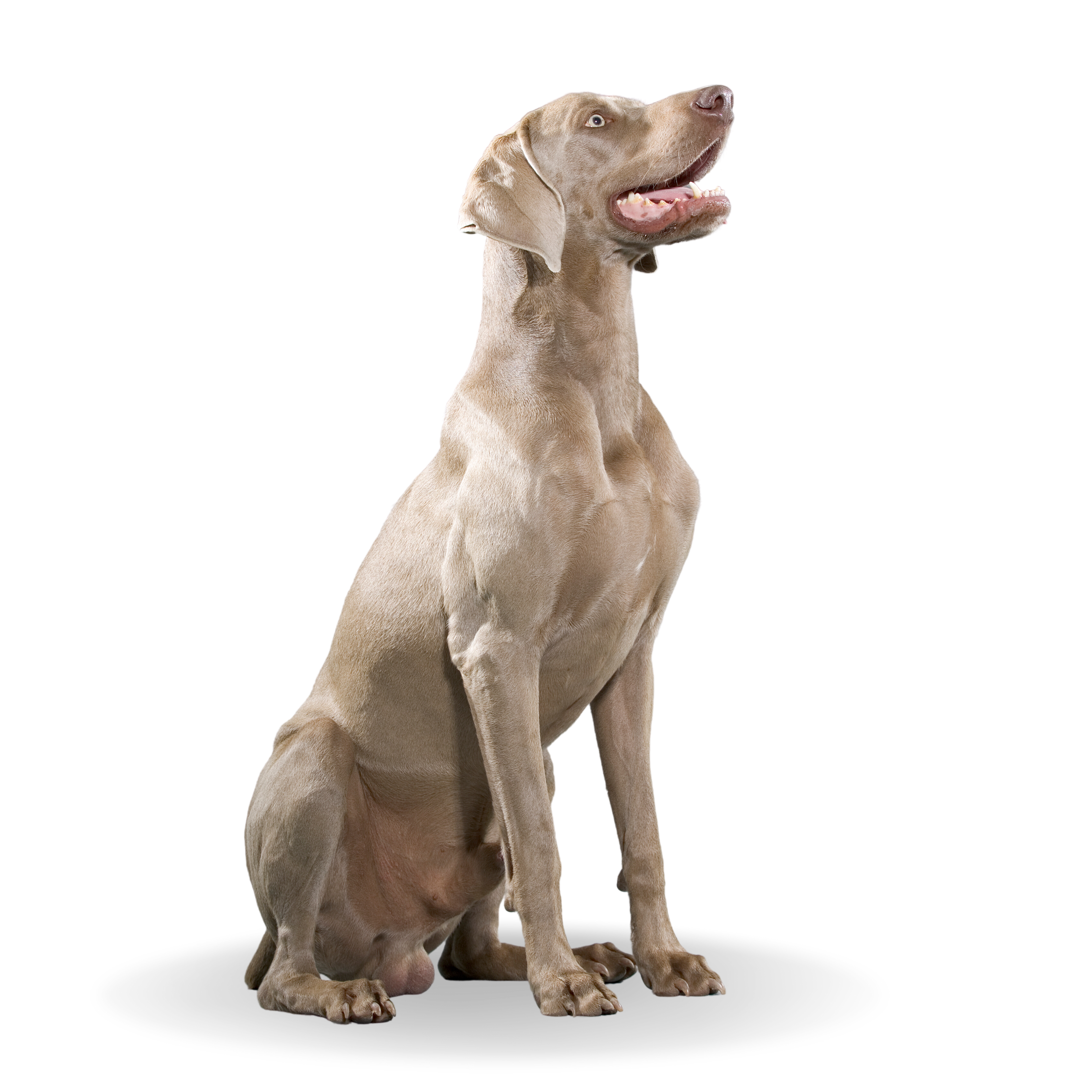 Dogo - Mascotte-2