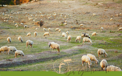 ALIMENTAZIONE DEGLI OVINI DURANTE IL PERIODO DELLA MONTA