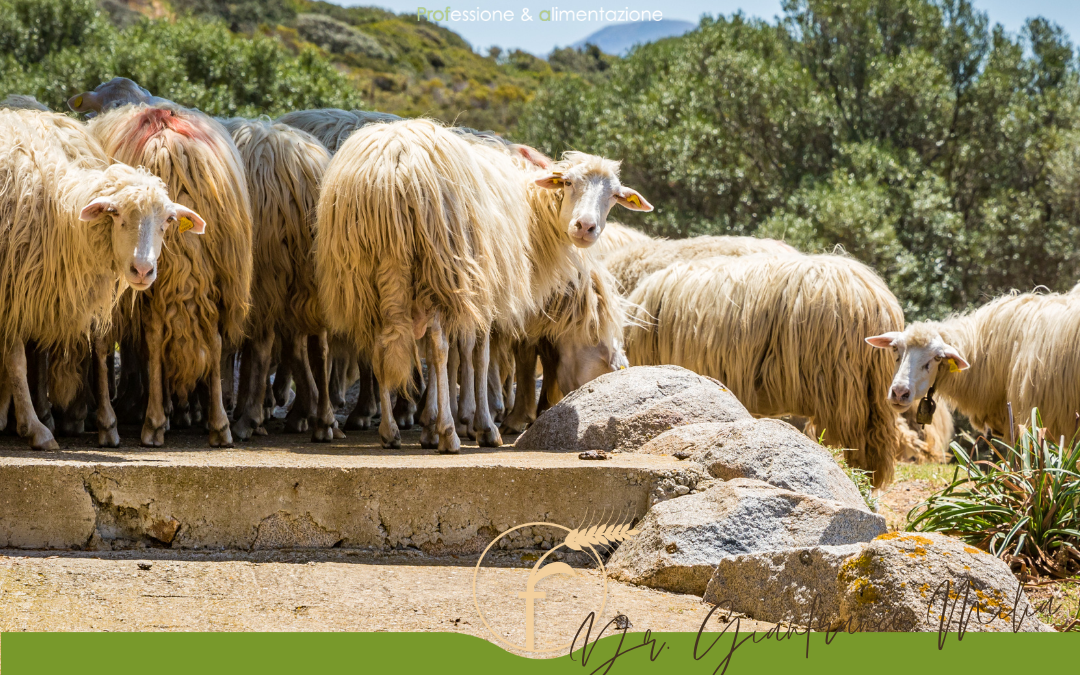 ALIMENTAZIONE DEGLI OVINI IN LATTAZIONE DURANTE L’ESTATE