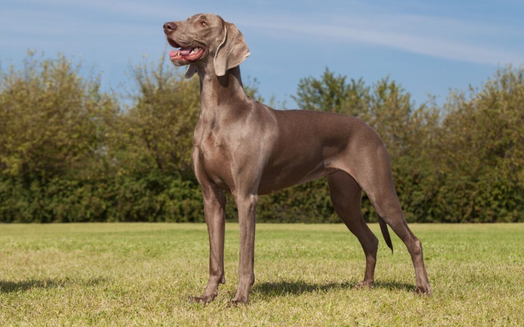 DOGO: dalla Sardegna, un petfood pensato per il benessere reale del cane